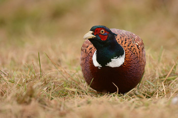 Ringneck Pheasant (Phasianus colchicus)