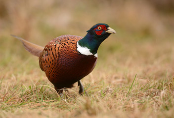 Ringneck Pheasant (Phasianus colchicus)