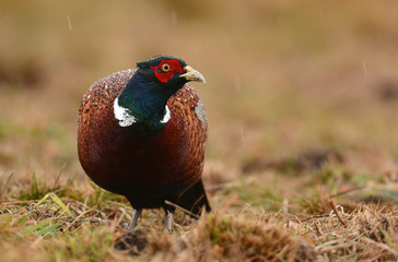Ringneck Pheasant (Phasianus colchicus)