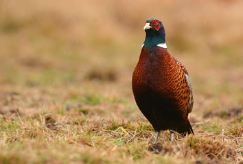 Ringneck Pheasant (Phasianus colchicus)