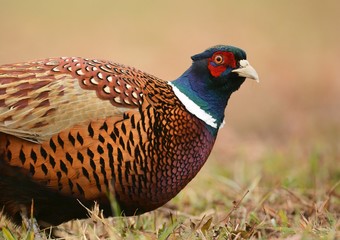 Ringneck Pheasant (Phasianus colchicus)
