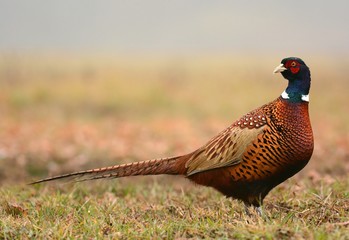 Ringneck Pheasant (Phasianus colchicus)