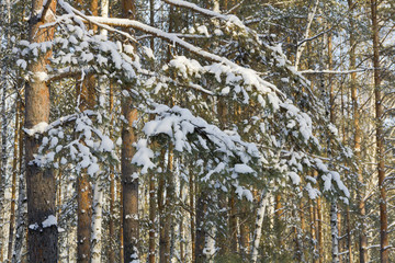  Branches pine covered with snow in winter forest.
