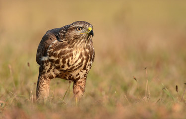 Common buzzard (buteo buteo)