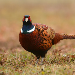 Ringneck Pheasant (Phasianus colchicus)
