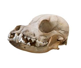 The Ancient skull dog on a white background