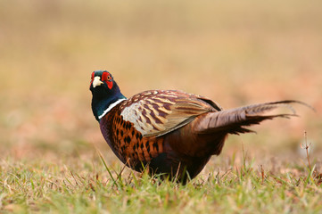 Ringneck Pheasant (Phasianus colchicus)