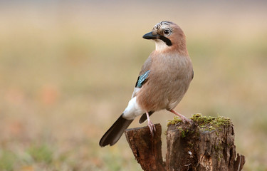 jay bird