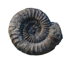 The Ammonite fossiles  on a whte background