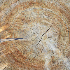 Naklejka premium trunk