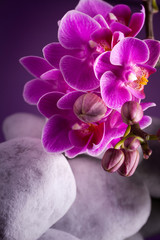 Orchidea