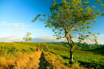 Moc Chau tea hill, Moc Chau village, Son La province, Vietnam