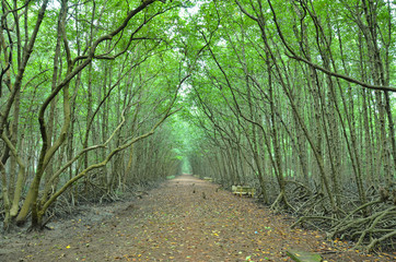 Mangroves forest in Can Gio, Ho Chi Minh City, Vietnam