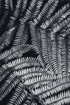 Silver fern leaf in black and white over black background.