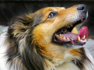 Shetland Sheepdog - sheltie