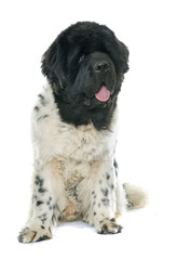 adult newfoundland dog