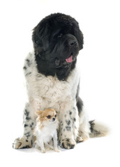 adult newfoundland dog