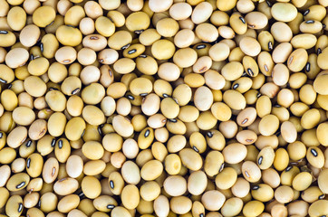 Abstract background: soja beans
