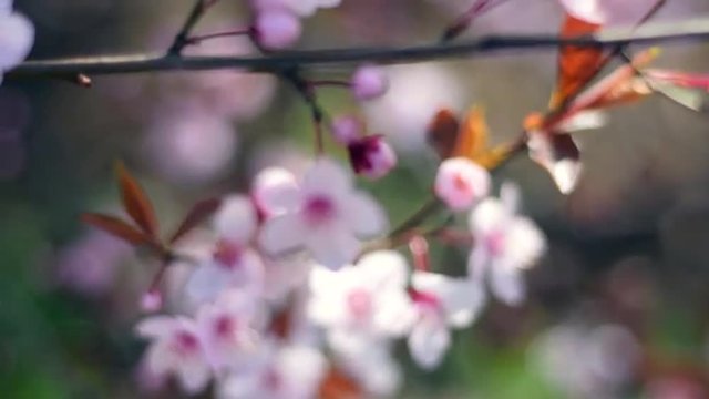 Gorgeous closeup panoramic view of blooming pink cherry tree on the wind. Artistic nature scene of Japanese Sakura in springtime. Shallow dof. Slow motion full hd footage 1920x1080.
