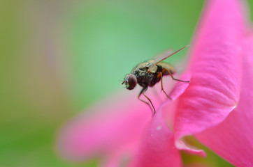 fly on flower, close up photo