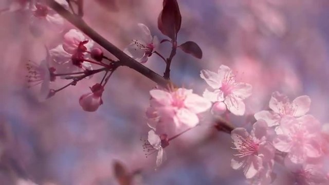 Pan across blooming pink Japanese Sakura branch on the wind with halo soft blur effect. Shallow dof. Magical scene of cherry tree in sunny day. Slow motion hd footage. 1920x1080
