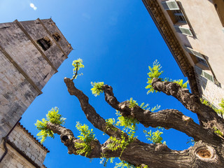 Junge Trieb an einem beschnittenen Baum