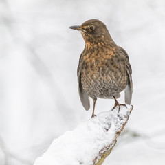 Blackbird