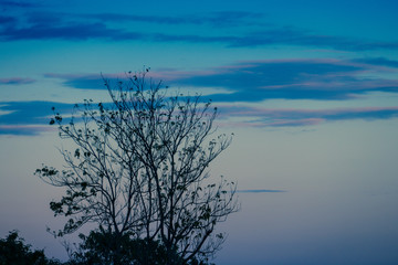 Fototapeta na wymiar Cloudy blue sky and tree,abstract background