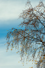 Detail of birch tree
