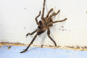 close up Tarantula