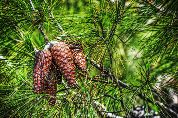 pine cones and needles