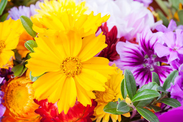 Different decorative flowers, close up photo