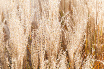 Background photo, dry fluffy reed flowers