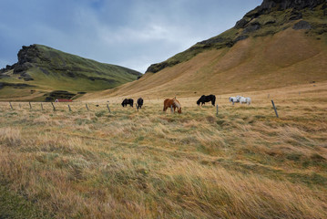 Iceland, Beautiful arctic landscape, wild field, nature