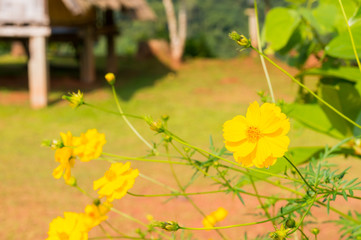 Yellow cosmos flower 
