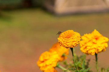 Marigold (Calendula officinalis)
