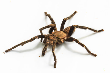 Tarantula Isolated on white Background