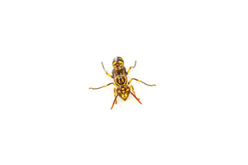 wasp isolated on white background
