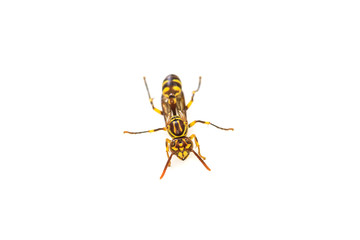 wasp isolated on white background