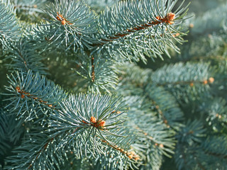 Blue spruce branches close-up