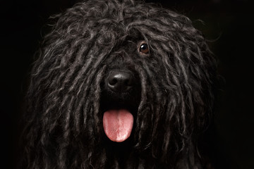 Close up Portrait of Puli Dog isolated on Black