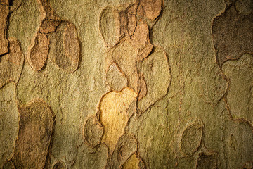 platan tree bark