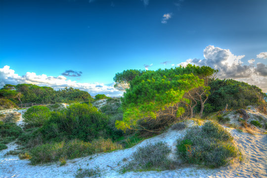Pine trees and sand dunes in Maria Pia at sunset
