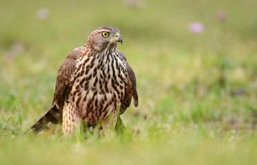 Young Sparrow hawk (Accipiter gentilis)