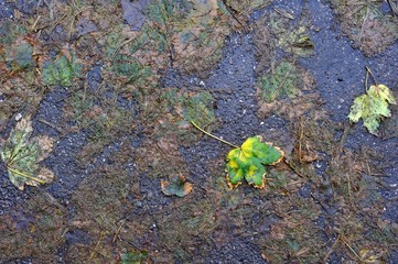 Autumnal Leaves and Bitumen/ A background made of autumnal leaves pressed flat into bitumen pavement