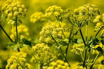 Doldengewächs-Gelb-grün-Hintergrund