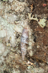 Plaited door snail, Cochlodina laminata 
