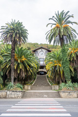 Fototapeta premium Autumn palms in Gagra, Abkhazia.