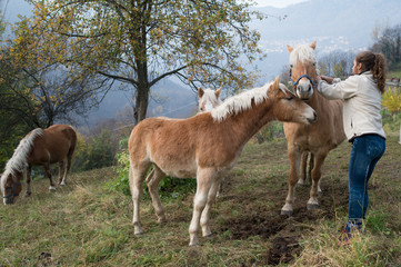 Obraz premium Amore per il cavallo