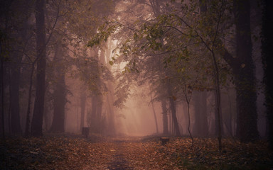 Dark photo of magical forest